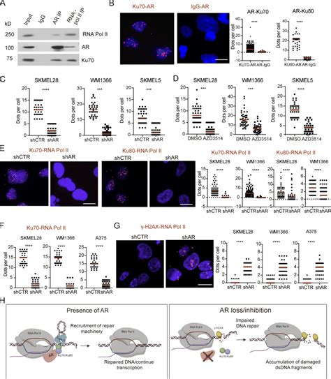 AR anchors the Ku70 and Ku80 DNA repair proteins to RNA Pol II and ...