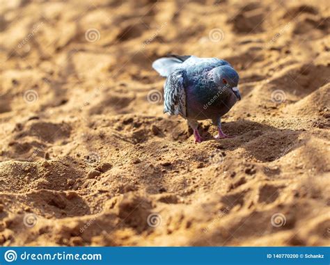 Pomba Que Anda Na Areia Foto De Stock Imagem De Caminhada