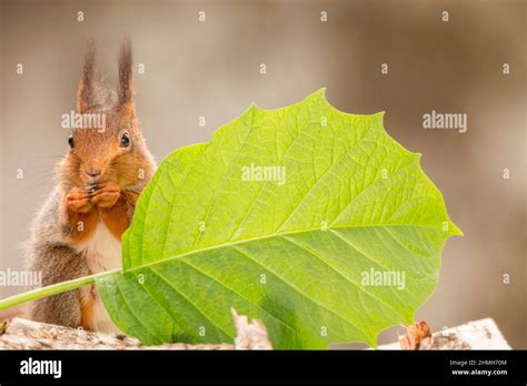 Red Squirrel Standing Behind A Leaf Stock Photo Alamy