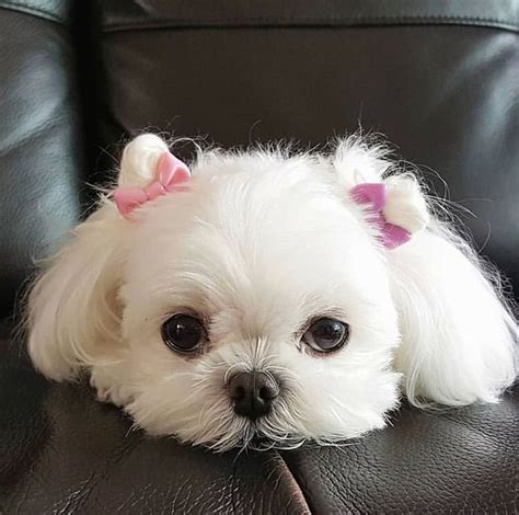 Most Stylish Breeds, Adorable Dog Breeds with Long Hair (Maltese Or ...