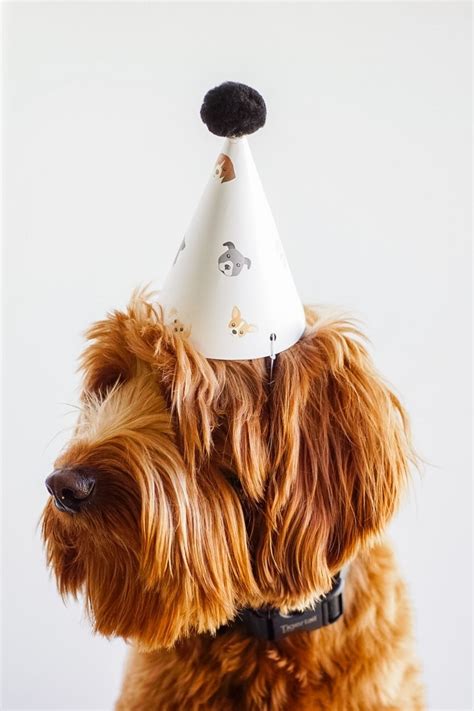 Free Printable Dog Party Hats | Let's Pawty! | casapizzi | Dog party ...