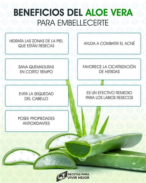 Cómo extraer y conservar el gel del Aloe vera in 2024 Herbal healing