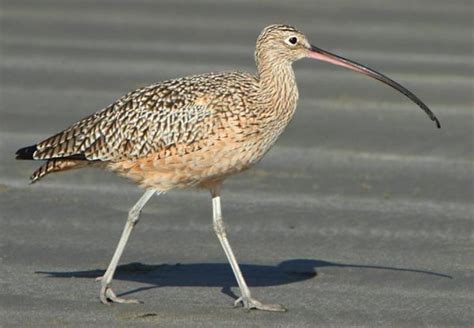 Aves Bico Grande Tipos Nomes E Fotos