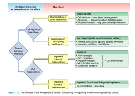 Toxicology Kap 3 Mechanisms Of Toxicity Flashcards Quizlet