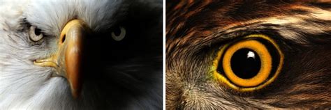 Want Eagle Vision Here Are Some Traits You D Need Scienceabc