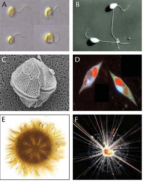 Protist Cell Microscope