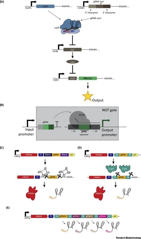 Engineering Synthetic Gene Circuits In Living Cells With Crispr