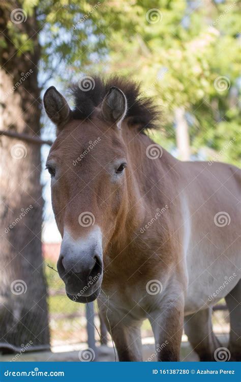 Portrait of a Przewalski Horse Stallion in a Zoo Stock Photo - Image of ...