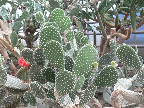 Opuntia Cactus Cacti - Free photo on Pixabay - Pixabay