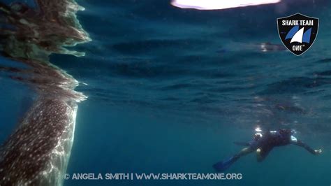 Endangered Whale Shark Conservation Program - Earth Day