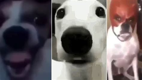 Scary Dog Face Meme