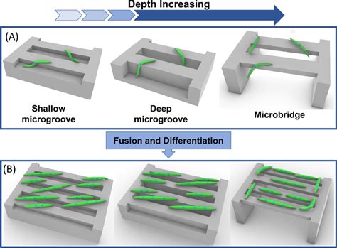 Effect Of Anisotropic Structural Depth On Orientation And