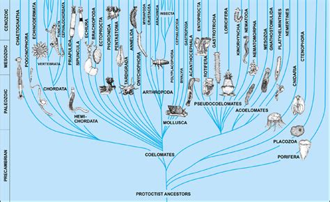 Simple Phylogenetic Tree Of Animals