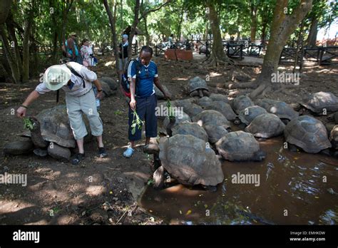 giant tortoises sanctuary on prison island, Zanzibar Stock Photo - Alamy