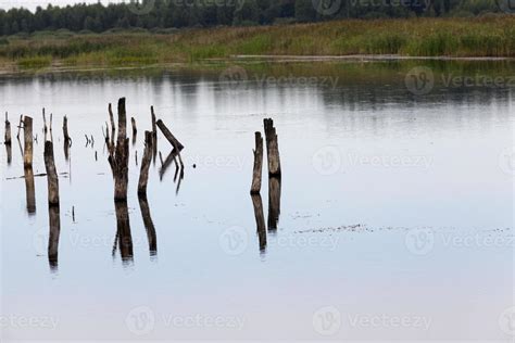 a lake with different plants 9716537 Stock Photo at Vecteezy