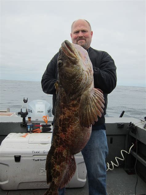 Todds Extreme Fishing La Push Monster Lings