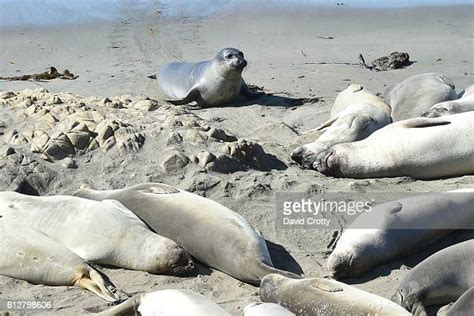 Elephant Seals at Hearst Castle Preservation Foundation Annual... News ...