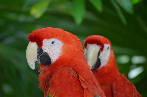 Adopting Exotic Birds: Your Ultimate Guide to a Feathered Friend