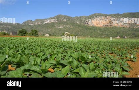 Tobacco Landscape Stock Videos And Footage Hd And 4k Video Clips Alamy