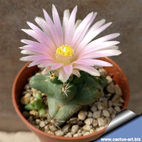 Coryphantha Runyonii Compact Forma Mostruosa