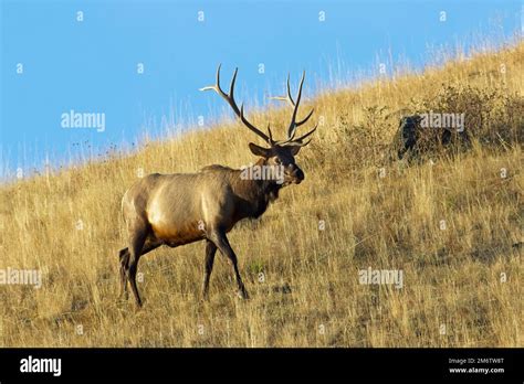 Bull Elk Walking On Side Of A Hill Stock Photo Alamy