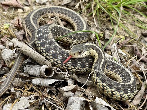 Herping Highlights In Palawan Philippines Rherpetology