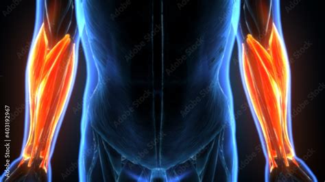 3d illustration of human body forearms anatomy Stock Illustration | Adobe Stock