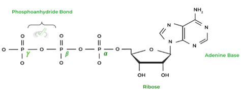 Atp Molecule Labeled High Energy Bonds