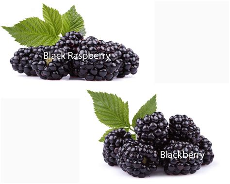 Black Raspberries Vs Blackberries Captions Check