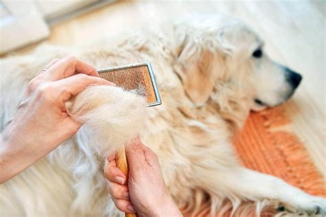 Fur Free Home Effective Methods For Tackling Pet Hair