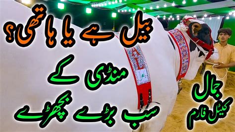 HEAVIEST BULLS Of Jamal Cattle Farm Sohrab Goth Cow Mandi Bakra Eid