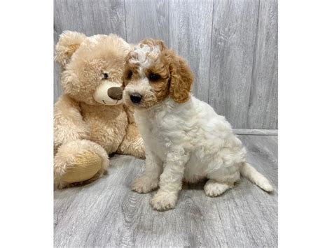 Goldendoodle Puppy Red White Id210 Located At Petland Lake St Louis