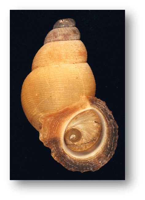 A Classy Group Of Land Snails OSU Bio Museum