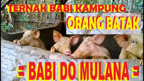 Ternak Babi Dibelakang Rumah Orang Batak Youtube