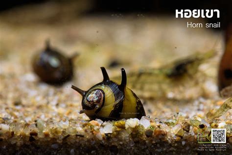 หอยเขาไซส์เล็กs-m Horn snail | LINE SHOPPING