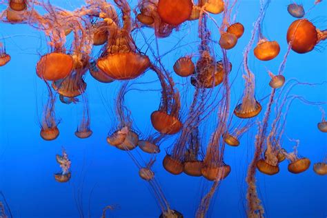 Jelly Live Cam Monterey Bay Aquarium