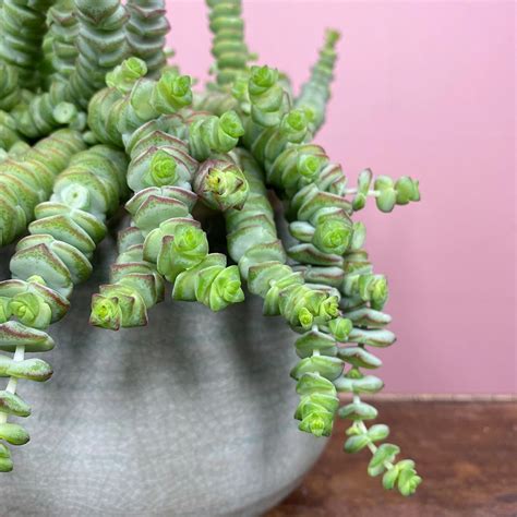 Crassula Xrupestris F Marnieriana Hottentot Pot Size 14cm Jade