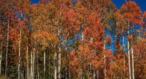 Fall tree landscapes stock image. Image of change, national - 61030705