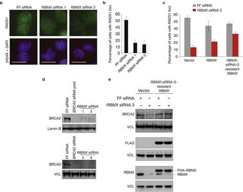 Rbmx Promotes Formation Of Ionizing Radiation Induced Rad Foci By