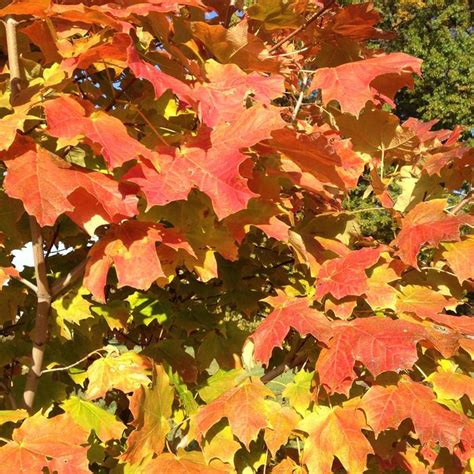 Acer Saccharum Crescendo™ Morton Sugar Maple Garden Center Marketing