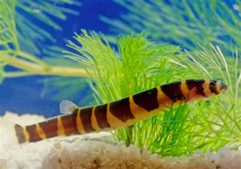 Black Kuhli Loach - Sydney Exotic Aquariums