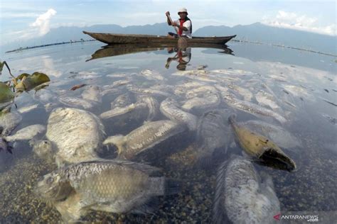 Ikan Keramba Jaring Ajung Di Danau Maninjau Ditemukan Mati ANTARA News