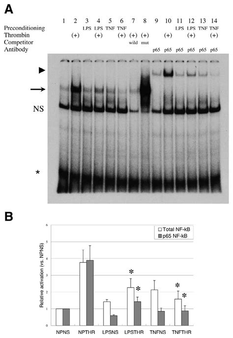 Tnf α And Lps Inhibit Dna Binding Of P65 Nf κb In Endothelial Cells A Download Scientific