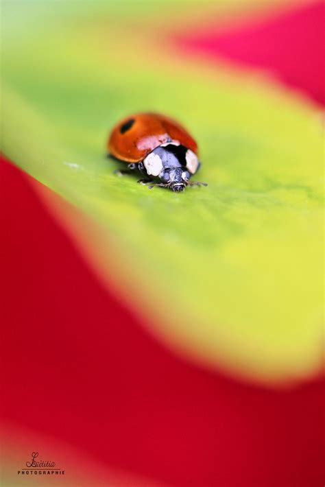 Coccinelle La Titia Martinez Flickr