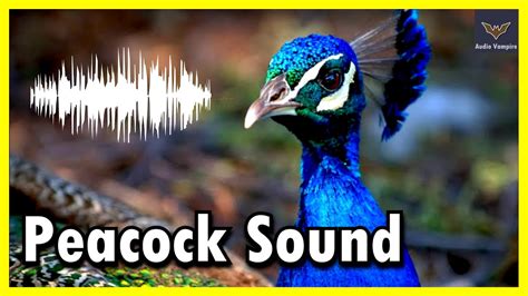 Peacock Sounds Youtube