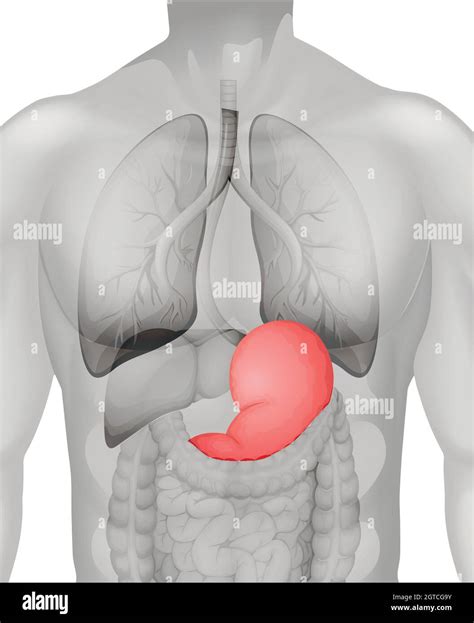 Human stomach diagram in detail Stock Vector Image & Art - Alamy