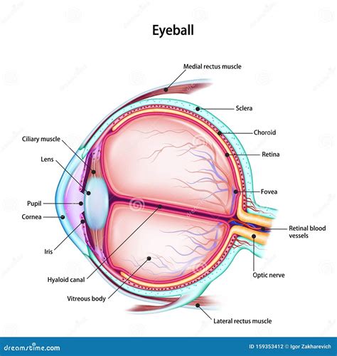 Structure Of The Human Eyeball With The Name And Description Of All