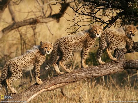 Cheetah Cubs South Africa-National Geographic wallpaper Preview | 10wallpaper.com