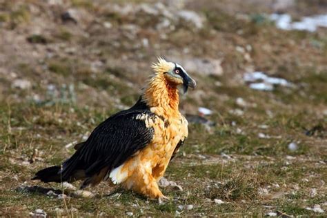 14 Bearded Vulture Facts - Fact Animal