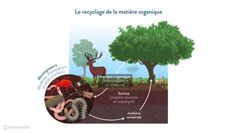 La Transformation Des Déchets Organiques Cours De 6eme Svt